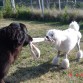 Donna jugando con Victoria de Reytuan, hermana mayor de Sonja